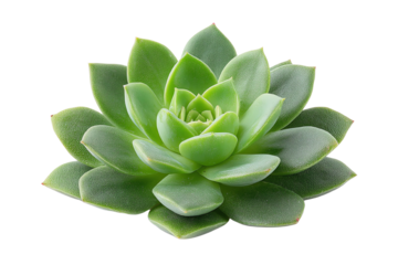 Succulent plant with fleshy green leaves, isolated on a white background. Perfect for home decor or gardening themes.