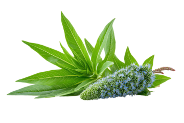 Vibrant green leaves with a cluster of small blue flowers, isolated on a white background.