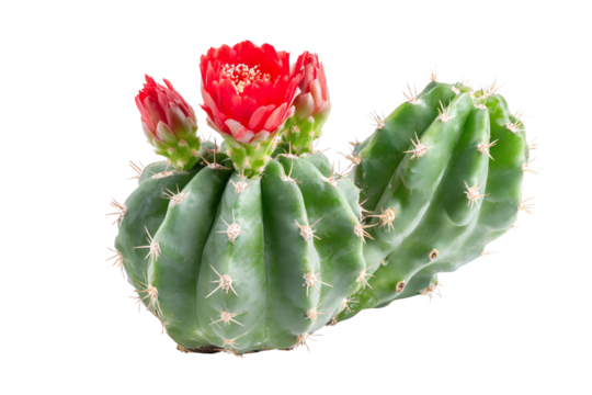 Vibrant cactus with red flower on a transparent background, showcasing its unique shape and texture.