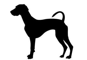 White line drawing of a standing dog in profile, minimalist graphic art isolated on transparent background