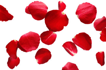 Flying red rose petals on white background