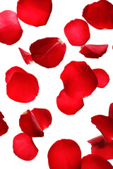 Many flying red rose petals on white background