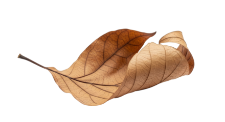 A single curled brown leaf with prominent veins on a plain setting on transparent background