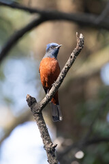 Chestnut-bellied Rock-Thrush, Kathmandu Valley, Nepal.