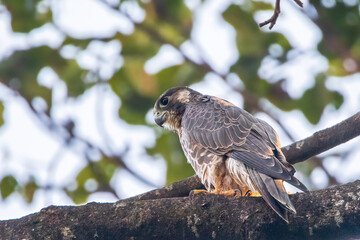 Peregrine Falcon perched on a branch of tree in Ranibari Community Forest, Kathmandu, Nepal.