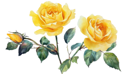 Yellow roses watercolor artwork featuring soft hand-painted petals, delicate gradients, and elegant botanical detailing in gentle artistic style isolated on white background