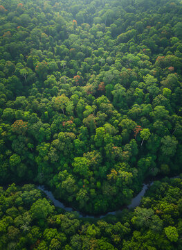 Stunning aerial view of a winding river flowing through a lush tropical rainforest