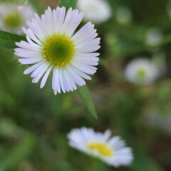 Obraz premium Erigeron annuus flower captured in soft natural light, highlighting its tiny white petals and bright yellow center. This gentle wildflower reflects the quiet charm and simplicity of nature in bloom.