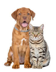 A playful puppy and a curious cat sit together, showcasing their distinct features and friendly demeanor.