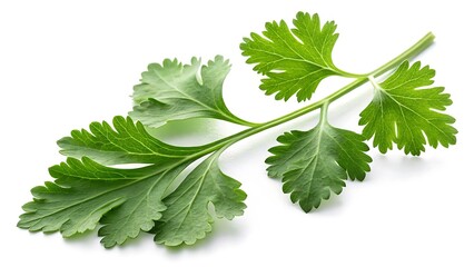 Fresh green parsley leaves on a white background isolated