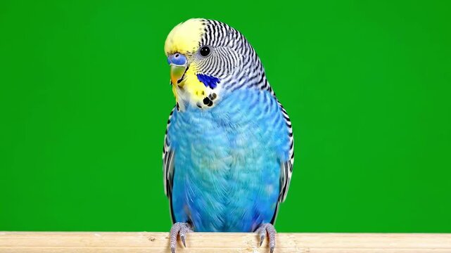Blue Budgie on a Perch - A Colorful Avian Portrait.