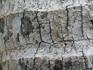 Close-up cracked coconut tree bark texture with earthy tones and natural details.