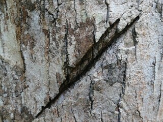 Close-up cracked coconut tree bark texture with earthy tones and natural details.