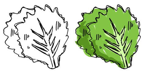 Grunge Sketch Handdrawn Lettuce Vector Ideal for rough food, cooking, and expressive healthy eating graphics with a gritty texture. Symbolizes natural produce, freshness, and raw sketch style.
