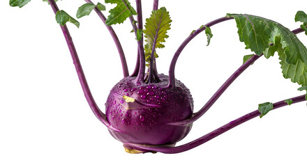 Fresh purple kohlrabi vegetable with leaves isolated on transparent background
