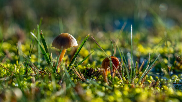 Kleiner Schleimling Pilz am Waldboden
