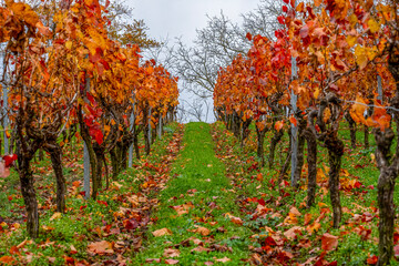 Weinreben im Herbst