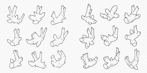 Detailed line art illustrations of various ginger roots, showcasing different shapes and forms.