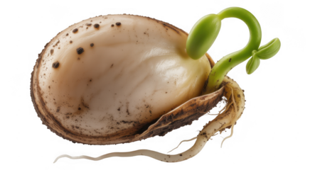Close up of a light brown seed with a green sprout and white roots emerging isolated on a transparent background