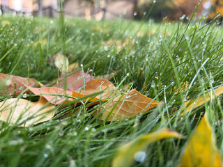 Sparkling morning dew drops on vibrant green grass with autumn leaves