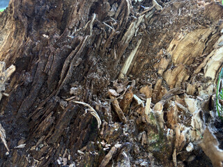 Close-up of decaying natural wood texture background with splinters