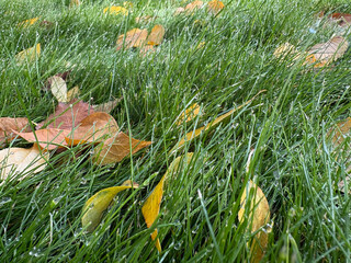 Close-up of vibrant green grass with dew drops and fallen autumn leaves