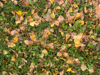 Fallen autumn leaves and green grass texture background