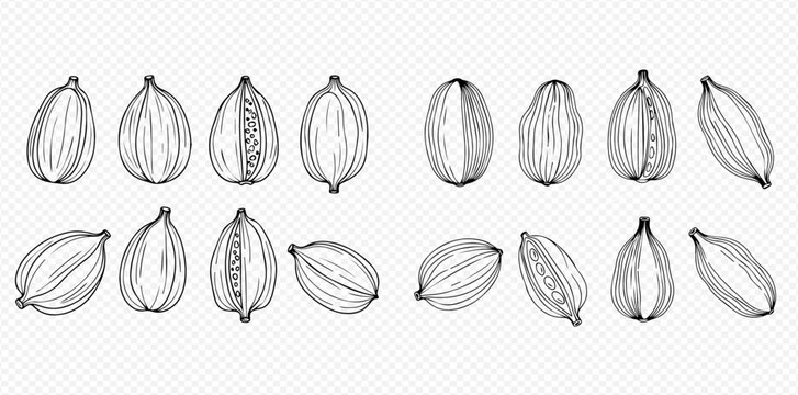 Hand-drawn sketch illustration set of cardamom pods, whole and split, showing detailed botanical elements and textures.