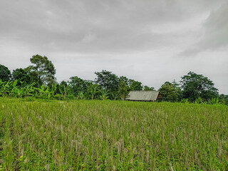 Wild grassy meadow landscape under overcast sky