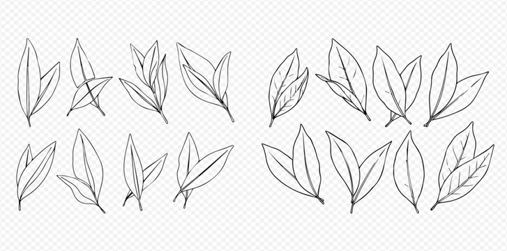 Set of hand drawn tea leaves in line art style on transparent background.