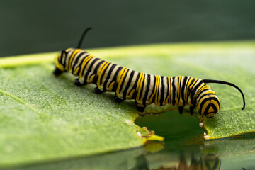 Monarch butterfly caterpillar on a milkweed leaf. 