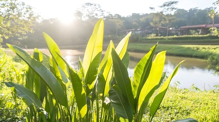 Sunlit green leaves by tranquil pond nature photography serene environment