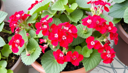 A vibrant potted geranium plant displays clusters of brilliant red flowers and patterned foliage.