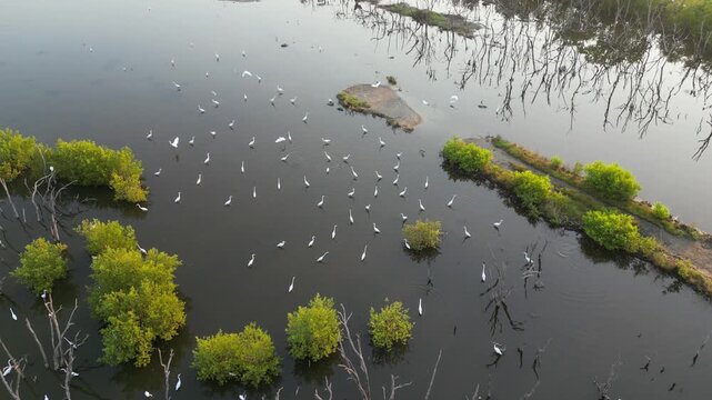 태국의 연못에서 휴식과 먹이활동을 하고 있는 백로, 왜가리, 황새, 그리고 해오라기 집단 서식지,
