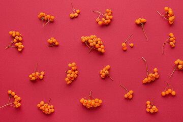Beautiful composition with ripe rowan berries on red background