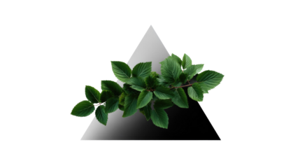 Nature's Geometric Harmony: A delicate branch of vibrant green leaves gracefully rests against a striking geometric triangle, blending natural forms with abstract elements.