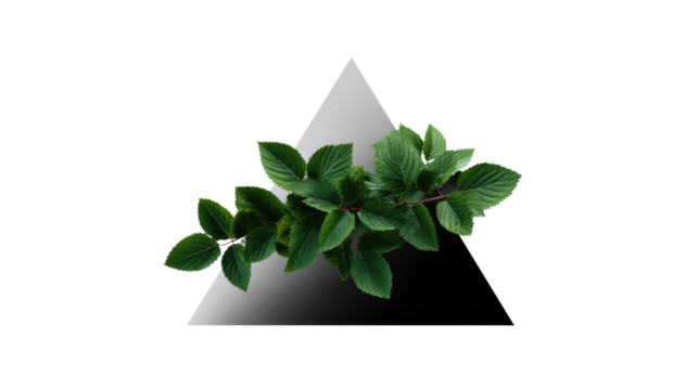 Nature's Geometric Harmony: A delicate branch of vibrant green leaves gracefully rests against a striking geometric triangle, blending natural forms with abstract elements. - Powered by Adobe