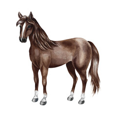 Obraz premium Brown horse standing side view. Hand-drawn watercolor illustration. Perfect for horse farms, stables, or agricultural projects. Also suitable for labels, packaging, banners, and more.