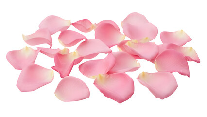 Pink Rose Petals, isolated on transparent background