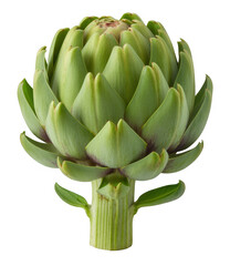 Obraz premium Fresh green artichoke vegetable with thick stem and layered petals isolated on a transparent background