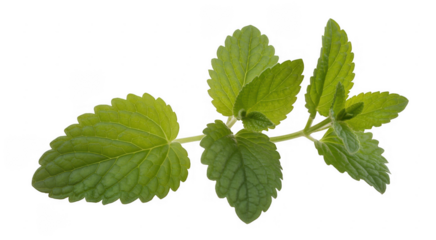 Fresh green lemon balm herb plant sprig with serrated leaves isolated on a transparent background