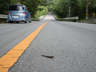 Critically endangered animals at risk of becoming roadkill in Japan.