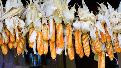 yellow dried corn  background