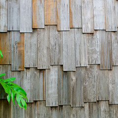 old wooden wall  background with leaf