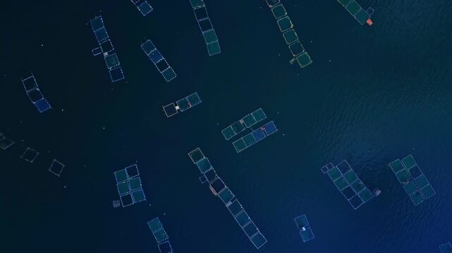 A top-view aerial of square aquaculture nets used by fishermen floating on Taal Lake in Talisay, Batangas, Philippines