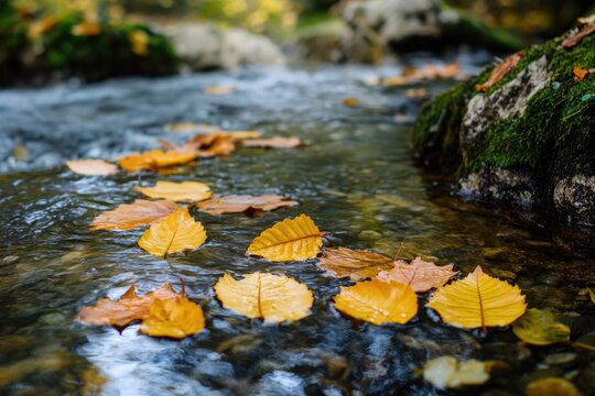 A tranquil scene of a small stream flowing gently through a lush forest, surrounded by vibrant autumn leaves and a variety of trees and plants.