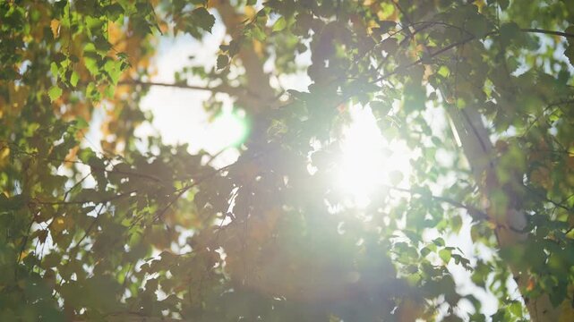 Warm sunlight filtering through a lush birch canopy with vibrant green leaves and gentle lens flare, creating dappled patterns and a tranquil atmosphere in a summer forest