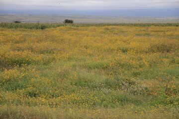 Golden Horizon: A Vast Field of Wildflowers Under a Soft Sky
