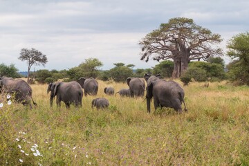 Fototapeta premium Large African Elephant Herd Crossing Green Grassland under Baobab Trees 