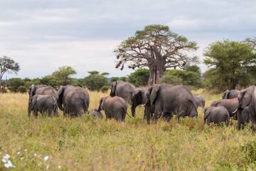 Obraz premium Large African Elephant Herd Crossing Green Grassland under Baobab Trees 